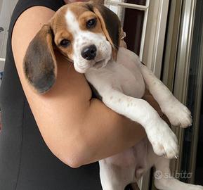 Cucciola di Beagle con pedigree 4 mesi