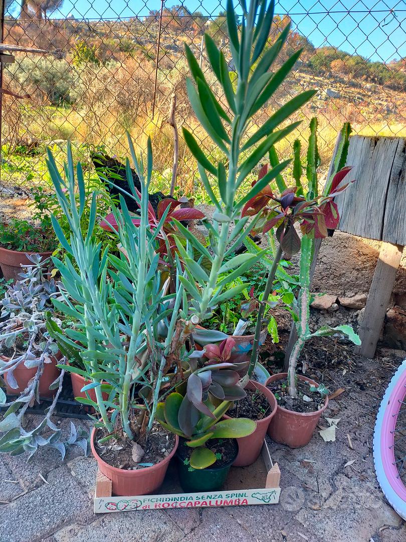 piante grasse varie - Giardino e Fai da te In vendita a Palermo