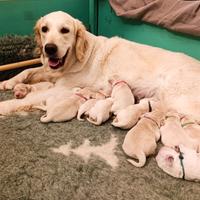 Cuccioli di Golden Retriever con pedigree