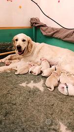 Cuccioli di Golden Retriever con pedigree