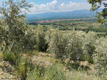 Uliveto a Piandiscò