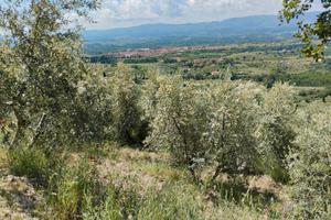 Uliveto a Piandiscò