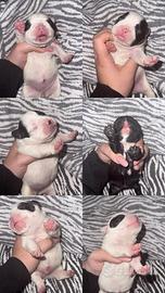 Disponibili 9 cuccioli di bulldog francese