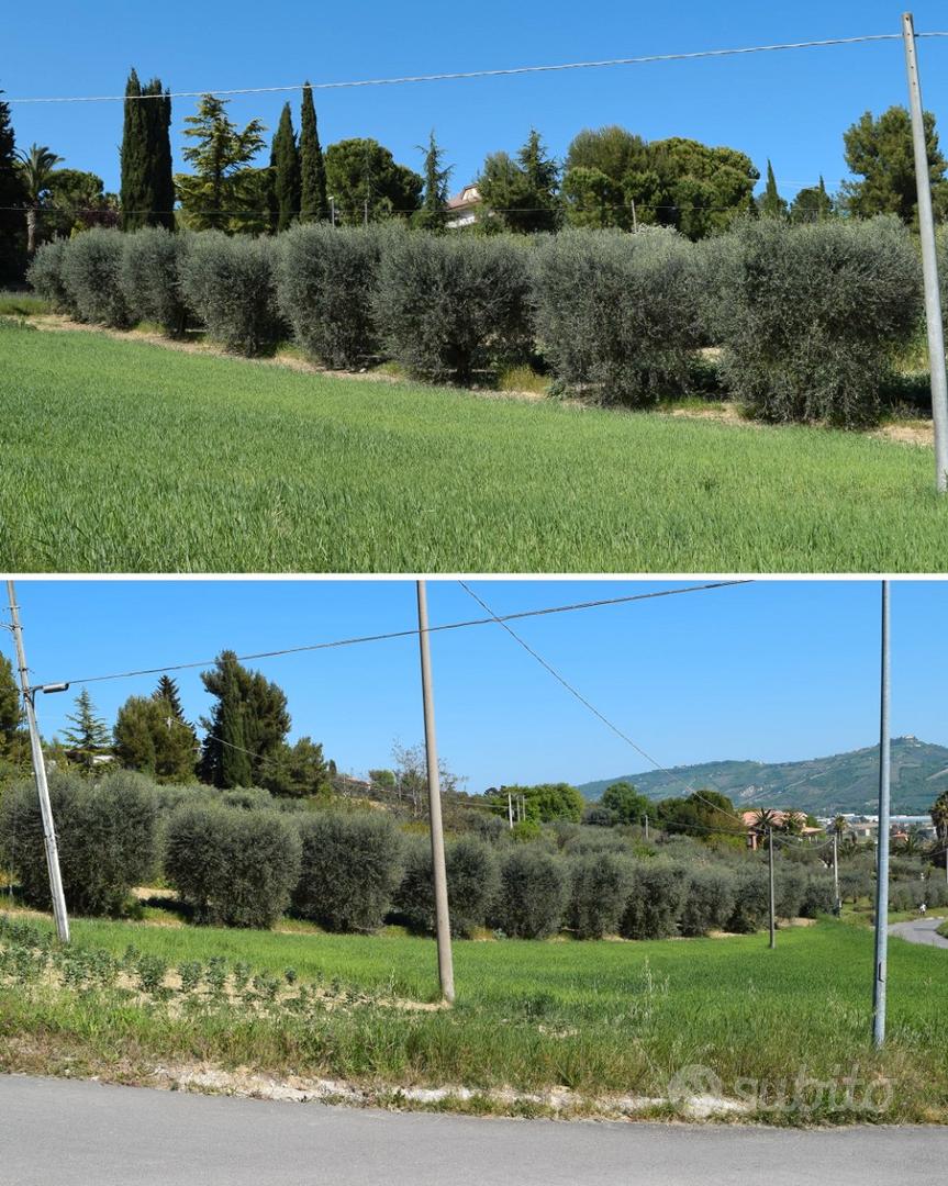 Terreno agricolo 5000 MQ con uliveto e prefabbrica - Vista 5