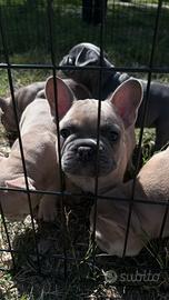 Bulldog francese