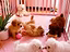 Immagine 15
