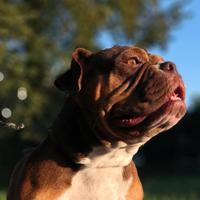 CHLOE - American Bully Exotic Bulldog