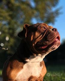 CHLOE - American Bully Exotic Bulldog
