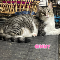 Ginny gattina di 4 mesi