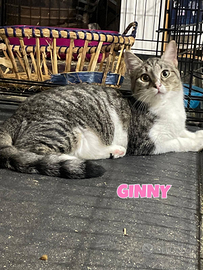 Ginny gattina di 4 mesi