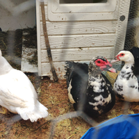 Anatra Nera Maschio e Anatra nera femmina