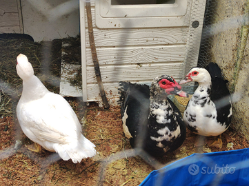 Anatra Nera Maschio e Anatra nera femmina