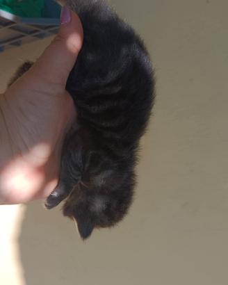 Gattini dolcissimi
