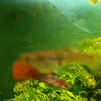Guppy