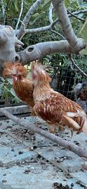 Padovana camoscio. Gallo