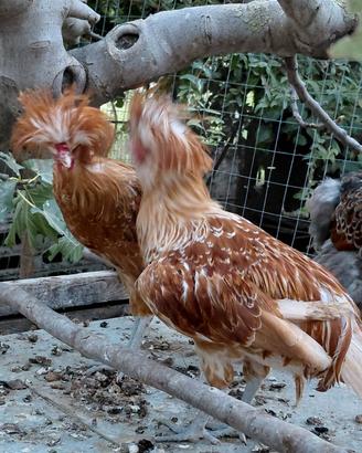 Padovana camoscio. Gallo