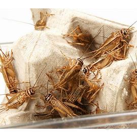 Box Acheta domestica