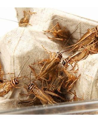 Box Acheta domestica
