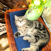 Gattino British Shorthair