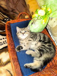 Gattino British Shorthair