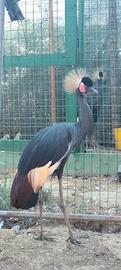Gru coronata nera