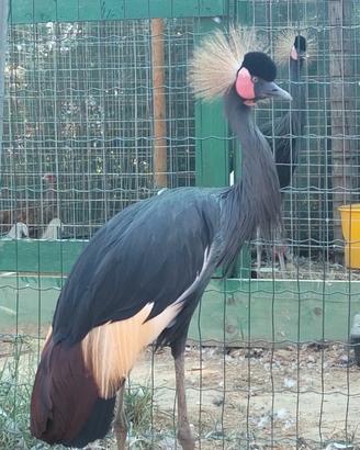 Gru coronata nera