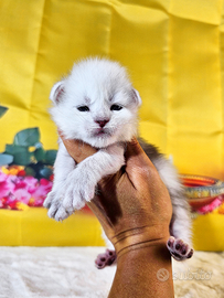 LEGGERE SOTTO PRIMA DI SCRIVERE Maine Coon SHADED