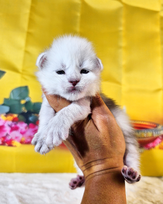 LEGGERE SOTTO PRIMA DI SCRIVERE Maine Coon SHADED