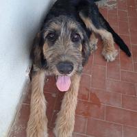 Spinone mix in adozione