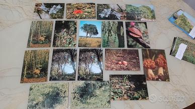 44 cartoline Parco Naz. del Circeo - Sabaudia vint