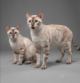 Gatto Bengala Maschio e Femmina 4 mesi