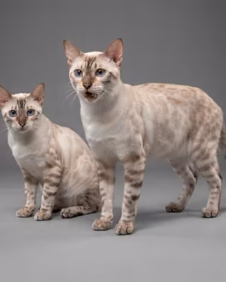 Gatto Bengala Maschietto