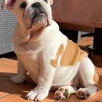 Bulldog inglese