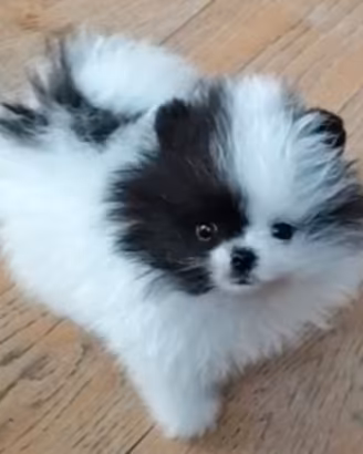 Spitz di Pomerania