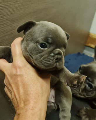 Bulldog Francesi cuccioli in Allevamento
