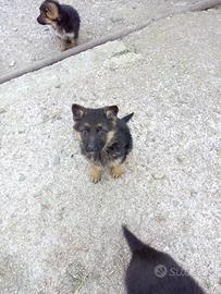 Cuccioli di Pastore Tedesco