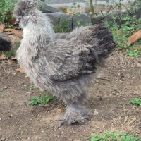 Coppia galline moroseta m/f