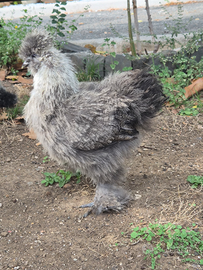 Coppia galline moroseta m/f