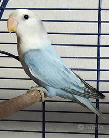 Pappagalli inseparabili