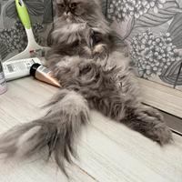 Disponibile per accoppiamento Scottish fold