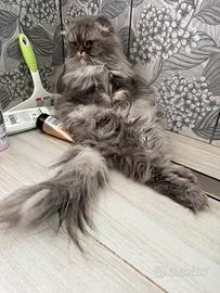 Disponibile per accoppiamento Scottish fold