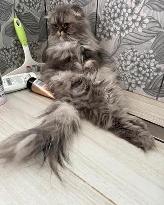 Disponibile per accoppiamento Scottish fold