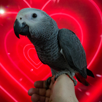 Psittacus erithacus cenerino coda rossa addestrato