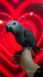 Psittacus erithacus cenerino coda rossa addestrato