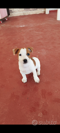 Jack Russel