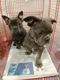 BULLDOG francese blu tre mesi