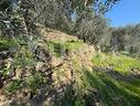 terreno-agricolo-dolcedo-cod-rif-805vcg-