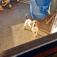 Beagle da caccia