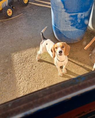 Beagle da caccia