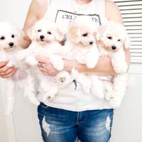 Cuccioli di bolognese